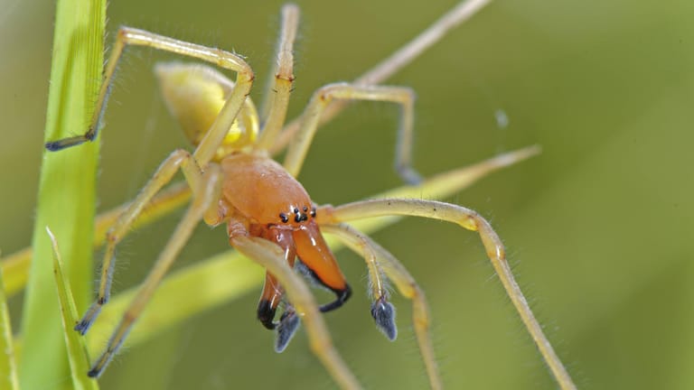 Ammen-Dornfinger: Der rot-orange Kopf dieser Spinnenart fällt besonders auf.