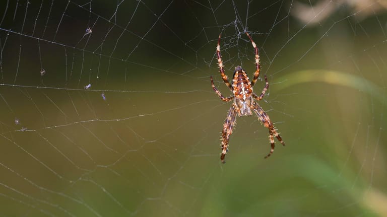 Kreuzspinne im Netz: Die Fangzähne dieser Spinne schaffen es nur durch dünne Hautstellen.