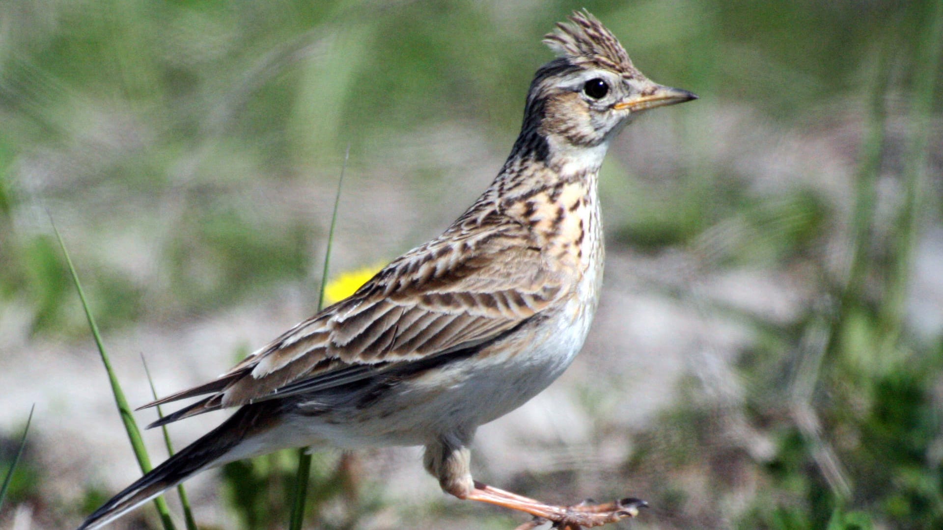 Feldlerche im Rekultivierungsgebiet des Tagebaus Welzow-Süd: Die Feldlerche ist bereits zum zweiten Mal zum "Vogel des Jahres" gekürt worden.