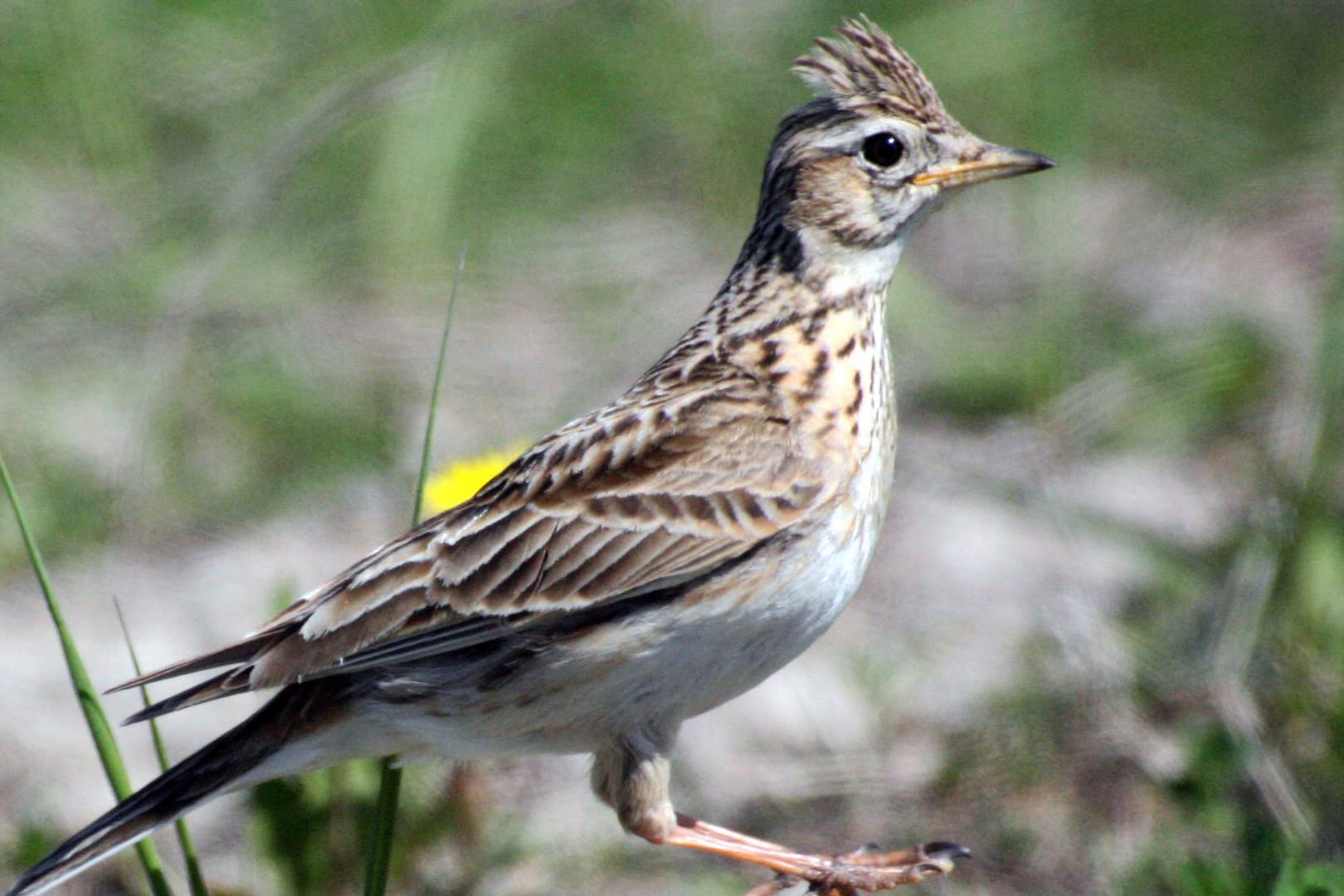 Feldlerche im Rekultivierungsgebiet des Tagebaus Welzow-Süd: Die Feldlerche ist bereits zum zweiten Mal zum "Vogel des Jahres" gekürt worden.