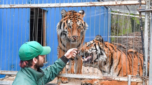 Tiger in Köthen