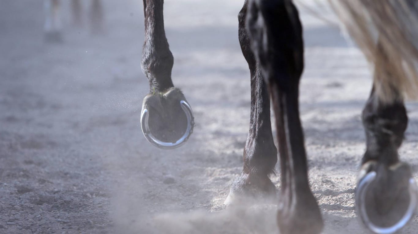 Ein Pferd läuft über Sandboden: Im Emsland wurde ein fünfjähriges Mädchen von einem Pferdehuf am Kopf getroffen und tödlich verletzt.