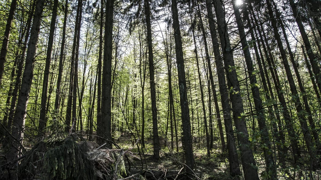 Ein Wald in Sachsen (Symbolbild): In der Dippoldiswalder Heide bei Rabenau in Sachsen hat ein Pilzsammler ein menschliches Skelett gefunden.