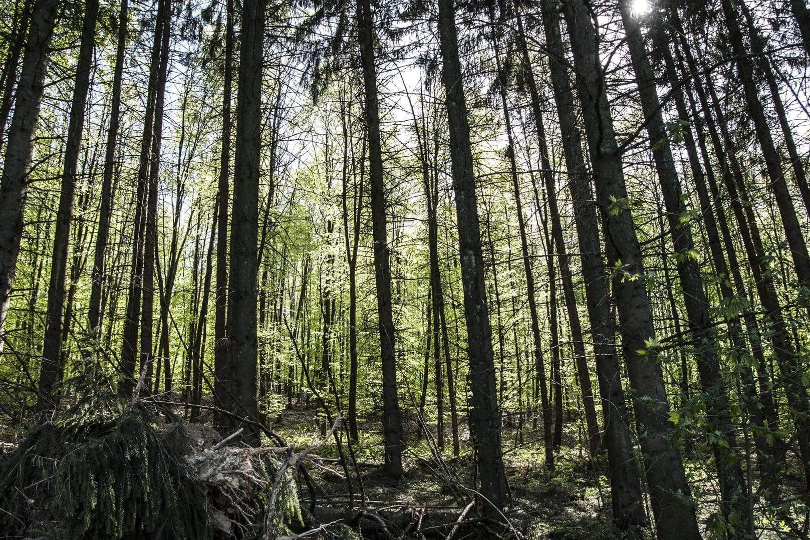 Ein Wald in Sachsen (Symbolbild): In der Dippoldiswalder Heide bei Rabenau in Sachsen hat ein Pilzsammler ein menschliches Skelett gefunden.