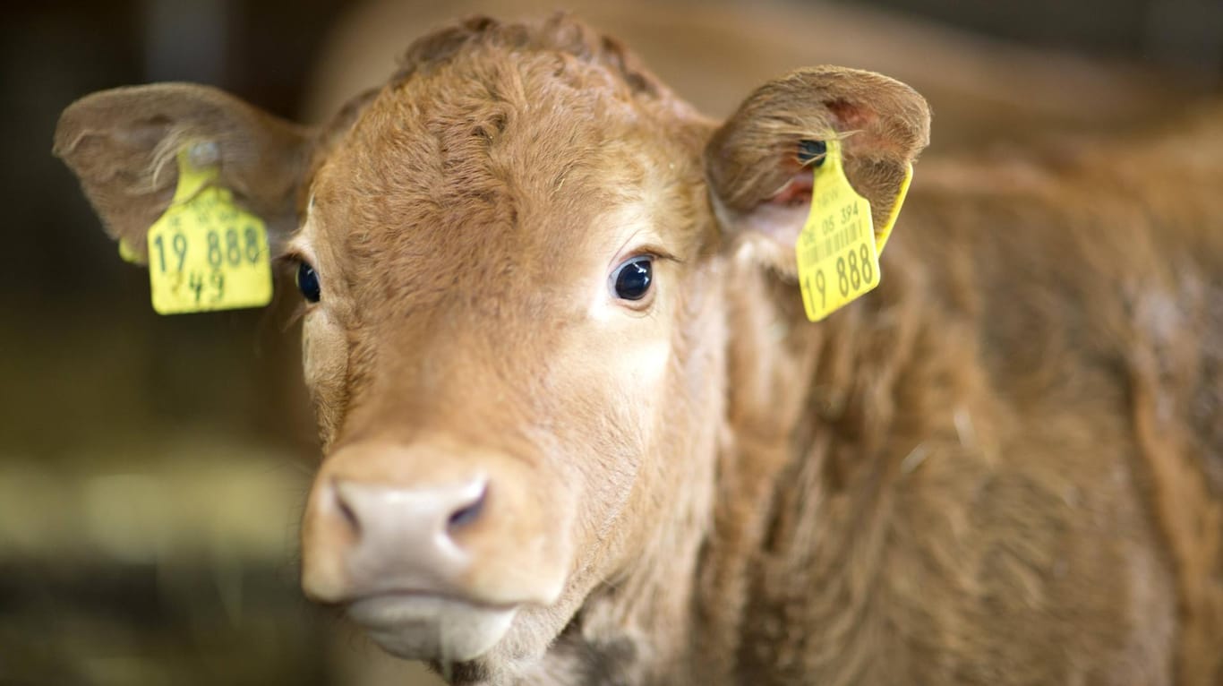 Ein junges Rind: 70 Tiere starben bei einem Brand in Thüringen. (Symbolbild)