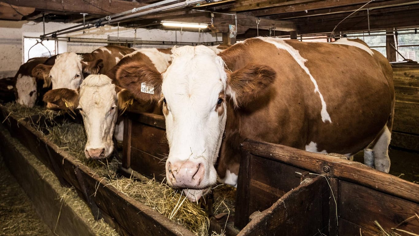 Kühe im Stall: Im thüringischen Schalkau sind alle Tiere wieder zurück bei ihrem Besitzer.