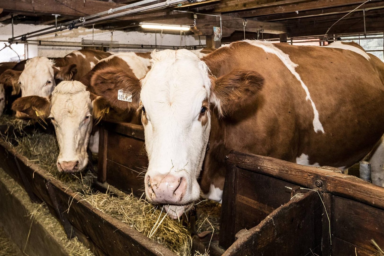 Kühe im Stall: Im thüringischen Schalkau sind alle Tiere wieder zurück bei ihrem Besitzer.