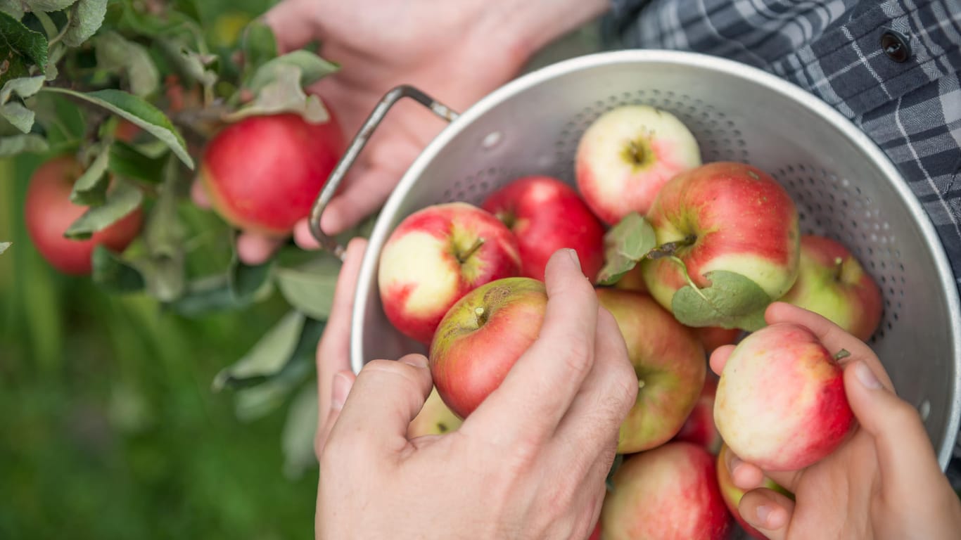 Äpfel in einem Sieb: Äpfel kommen selten makellos vom Baum. Doch wann sollte man vom Verzehr besser absehen?