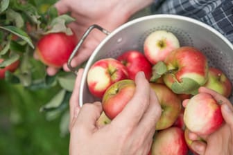 Äpfel in einem Sieb: Äpfel kommen selten makellos vom Baum. Doch wann sollte man vom Verzehr besser absehen?