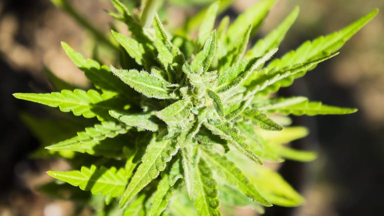 Eine Cannabis-Pflanze: Besonders an der Börse herrscht Freude über die Legalisierung von Cannabis.