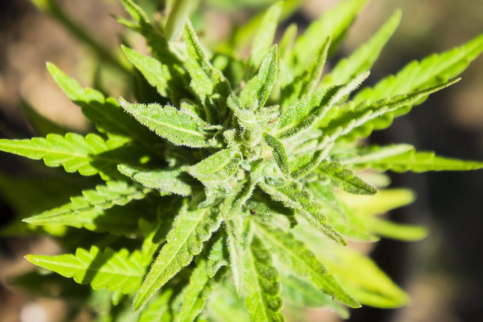 Eine Cannabis-Pflanze: Besonders an der Börse herrscht Freude über die Legalisierung von Cannabis.