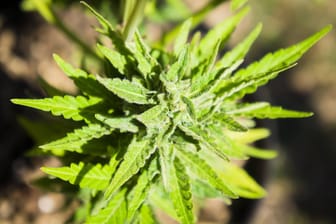 Eine Cannabis-Pflanze: Besonders an der Börse herrscht Freude über die Legalisierung von Cannabis.