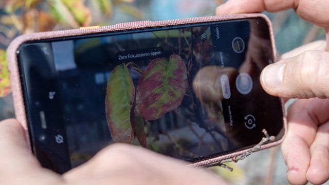 Der Herbst ist da - und mit ihm die neuen Pixel-Telefone: Google positioniert seine neue Smartphone-Generation vor allem als Spitzenkamera.