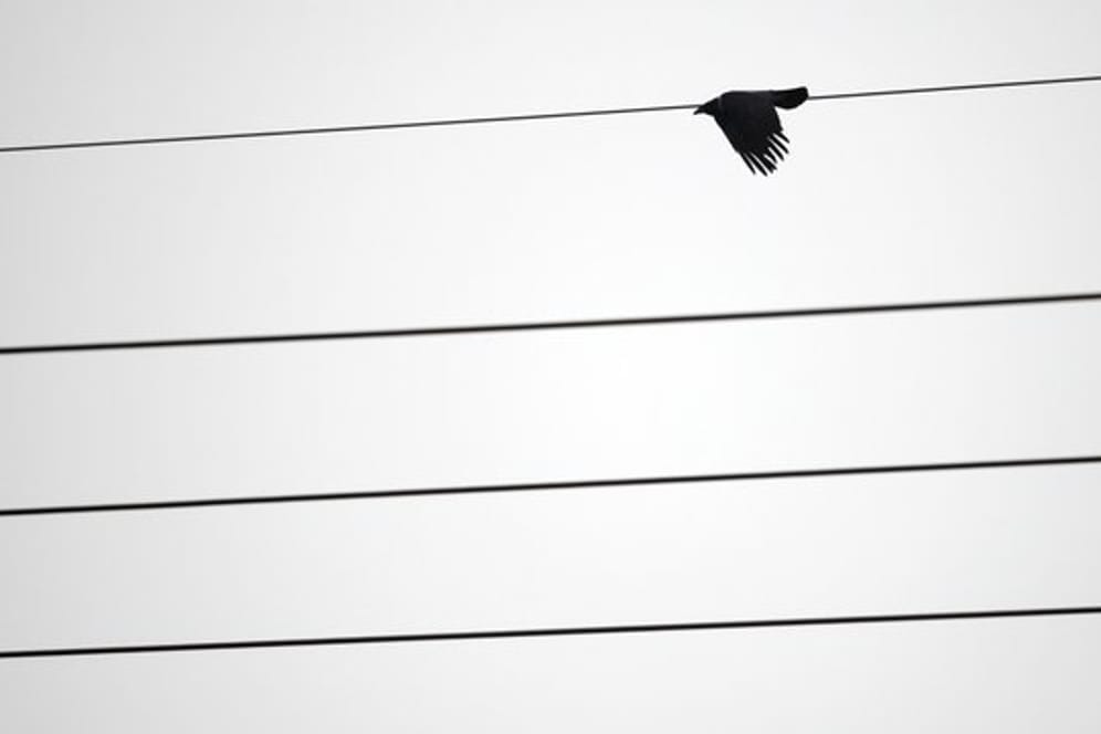 Ein Vogel an einer Hochspannungsleitung: Für viele Vögel werden die Leitungen zur Gefahr.