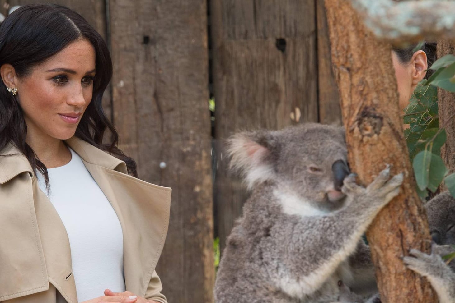 Tierische Begeisterung: Beim Besuch in Australien darf das Treffen mit einem Koala natürlich nicht fehlen.