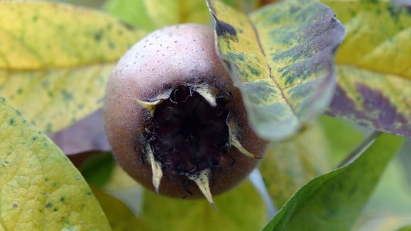 Kugelförmig, braun und mit fünf kleinen Kelchblättern: Die Früchte der Mispel (Mespilus germanica) können ab Mitte bis Ende Oktober geerntet werden.