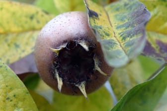 Kugelförmig, braun und mit fünf kleinen Kelchblättern: Die Früchte der Mispel (Mespilus germanica) können ab Mitte bis Ende Oktober geerntet werden.