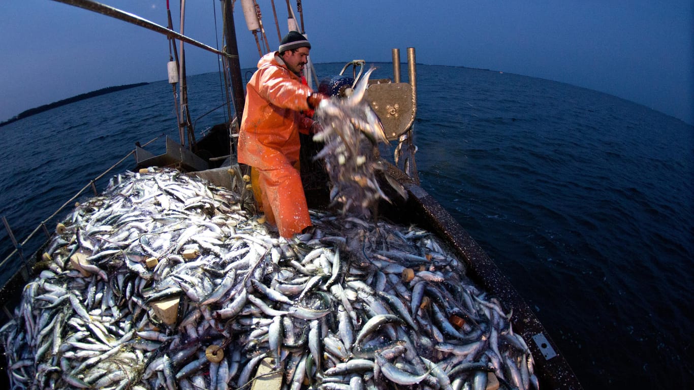 Fischer holen im Greifswalder Bodden ihre Stellnetze mit Hering ein: Umweltschützer fordern einen sofortigen Fangstopp. (Archivbild)