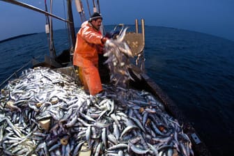 Fischer holen im Greifswalder Bodden ihre Stellnetze mit Hering ein: Umweltschützer fordern einen sofortigen Fangstopp. (Archivbild)