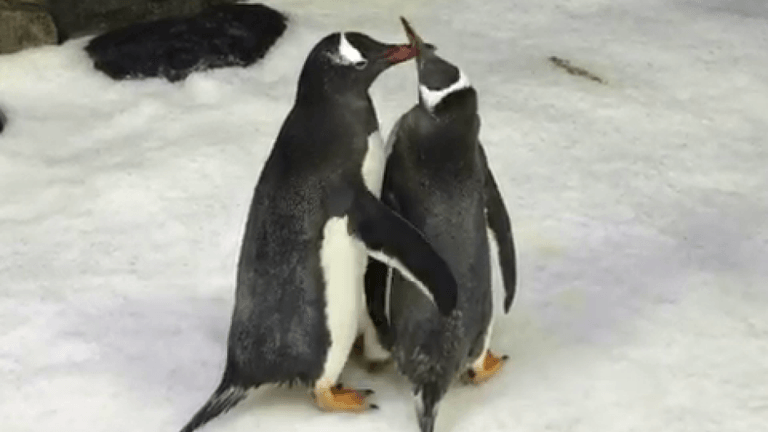 Turtelnde Pinguine: Dieses Paar lebt in einem Aquarium in Sydney.