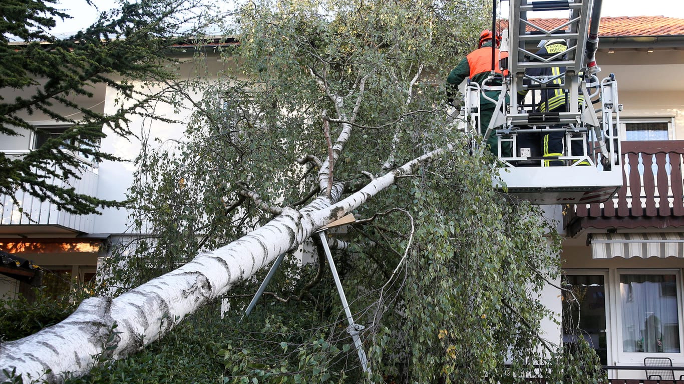 Umgestürzter Baum: Baumbesitzer haften, wenn sie ihrer Sicherungspflicht nicht nachgekommen sind.