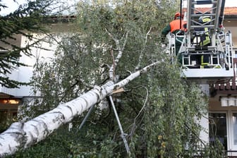 Umgestürzter Baum: Baumbesitzer haften, wenn sie ihrer Sicherungspflicht nicht nachgekommen sind.