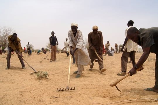 Männer arbeiten im Niger auf einem ausgedörrten Feld.