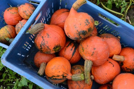 Manchmal sind Schale und Fruchtfleisch von Kürbissen grün verfärbt: Das ist aber gesundheitlich unbedenklich.
