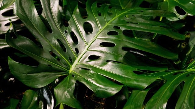 Im Herbst geht die Monstera in die Ruhephase.