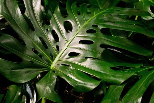 Im Herbst geht die Monstera in die Ruhephase.