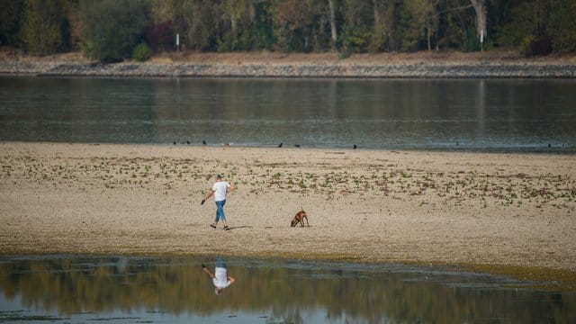 Eine Sandbank im Rhein: Der Pegelstand des Rheins ist derzeit sehr niedrig.