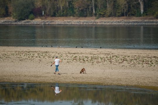 Eine Sandbank im Rhein: Der Pegelstand des Rheins ist derzeit sehr niedrig.