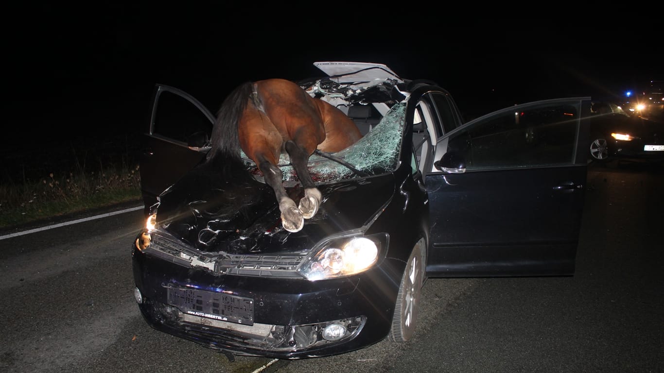 Schweres Unglück: Ein Pferd liegt auf der Motorhaube des Autos.