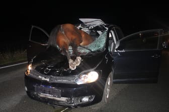 Schweres Unglück: Ein Pferd liegt auf der Motorhaube des Autos.