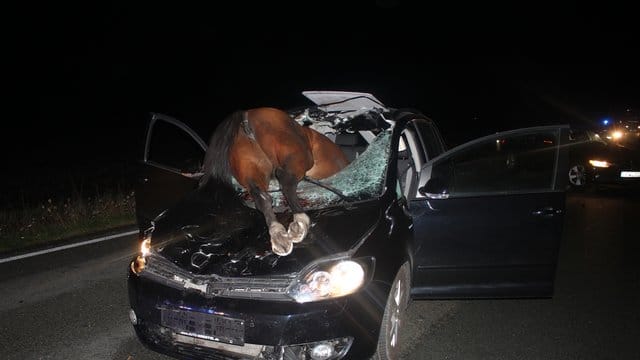 Bei Versmold in Ostwestfalen ist ein Pferd bei einem Verkehrsunfall durch die Windschutzscheibe eines Autos gekracht und verendet. Bei Versmold in Ostwestfalen ist ein Pferd bei einem Verkehrsunfall durch die Windschutzscheibe eines Autos gekracht und verendet.