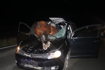 Bei Versmold in Ostwestfalen ist ein Pferd bei einem Verkehrsunfall durch die Windschutzscheibe eines Autos gekracht und verendet.