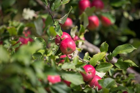 Manchmal ist es notwendig einen neuen Apfelbaum zu pflanzen, wenn der alte so gut wie keine Früchte mehr trägt.