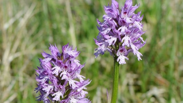 Dreizähniges Knabenkraut: Es ist überwiegend in Mitteldeutschland verbreitet, vor allem im nördlichen Hessen und in Thüringen.