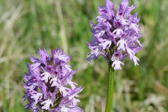 Dreizähniges Knabenkraut: Es ist überwiegend in Mitteldeutschland verbreitet, vor allem im nördlichen Hessen und in Thüringen.