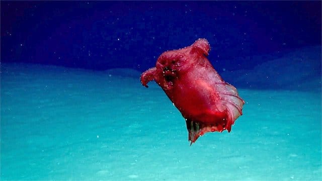 Forscher haben in den Gewässern um die Antarktis eine kuriose Tiefsee-Seegurke gefilmt.
