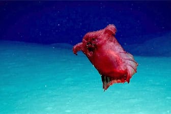 Forscher haben in den Gewässern um die Antarktis eine kuriose Tiefsee-Seegurke gefilmt.