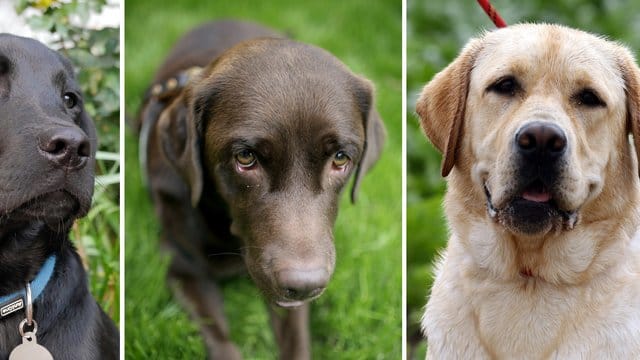 Hunde der Rasse Labrador Retriever. Hunde der Rasse Labrador Retriever.