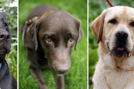 Hunde der Rasse Labrador Retriever.
