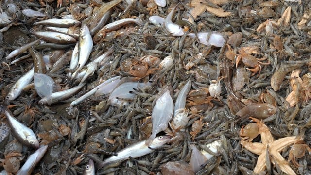 Beifang in einem Fischernetz. Beifang in einem Fischernetz.