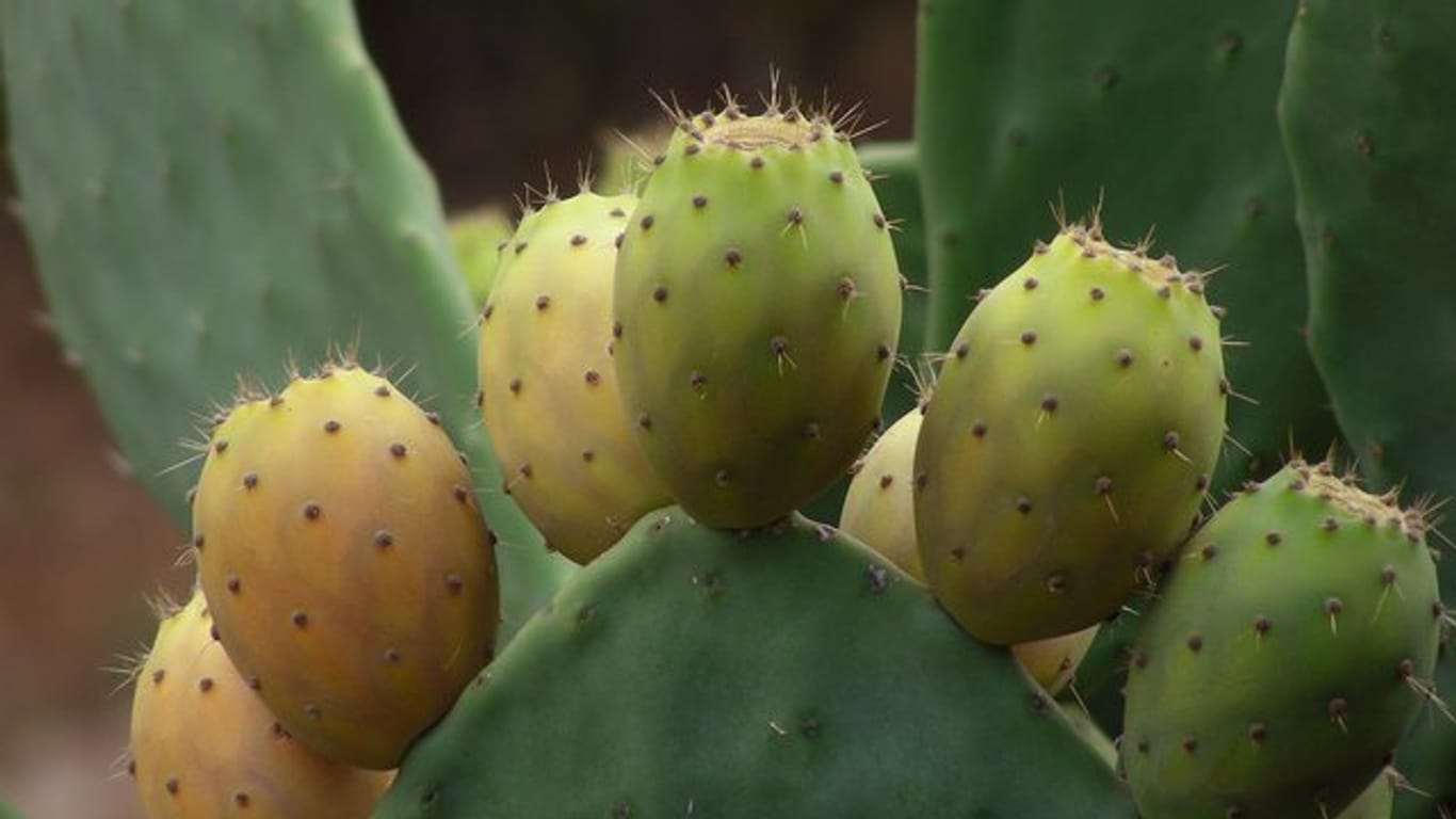 Der Feigenkaktus trägt 2019 den Titel "Kaktus des Jahres".