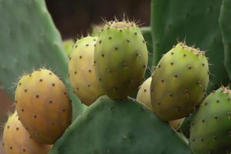 Der Feigenkaktus trägt 2019 den Titel "Kaktus des Jahres".