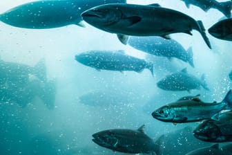 Lachsschwarm: Welcher Fisch kann ohne Bedenken gekauft werden? Siegel unabhängiger Zertifizierer sollen Sicherheit schaffen.