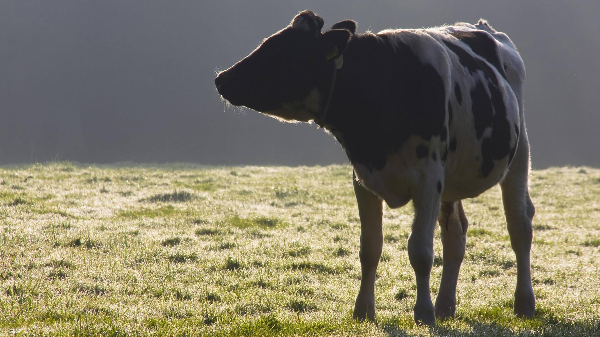 Eine Kuh auf der Weide: Die Herde hatte sich am frühen Morgen auf die Gleise verirrt. (Symbolbild) Eine Kuh auf der Weide: Die Herde hatte sich am frühen Morgen auf die Gleise verirrt. (Symbolbild)