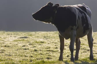 Eine Kuh auf der Weide: Die Herde hatte sich am frühen Morgen auf die Gleise verirrt. (Symbolbild)