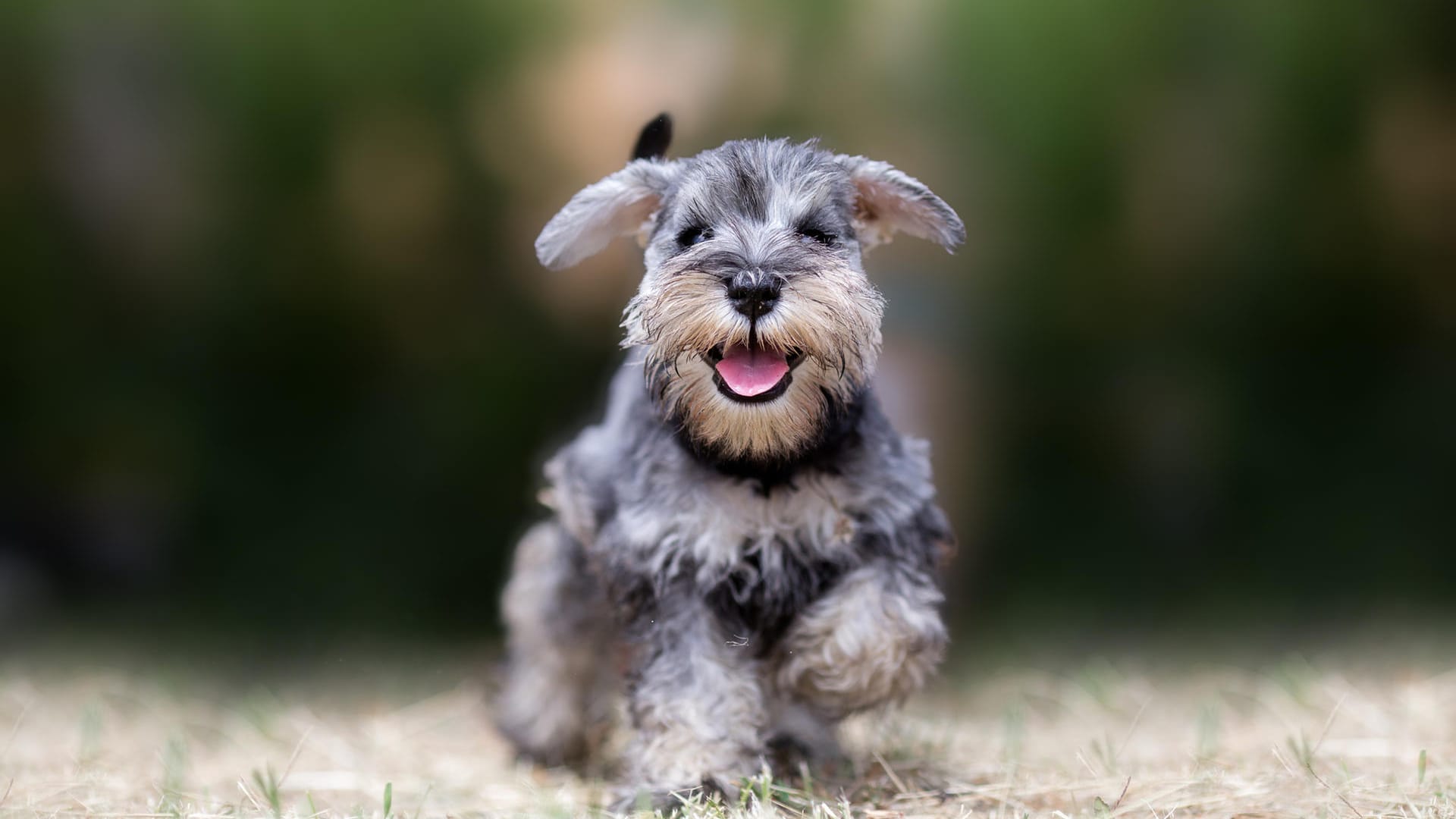 Ein fröhlicher Hund